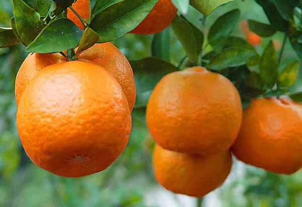 Pingshan Golden Turtle Orange-shenzhen Pingshan Golden Turtle Orange-shenzhen